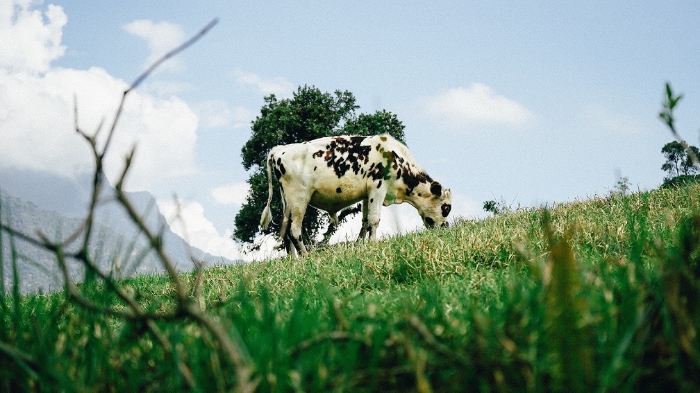 Grazing cow eating grass in field with blue sky